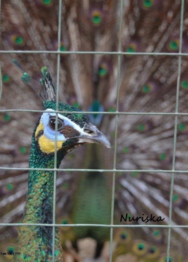 383678_10150363126663260_1973632466_n_edit