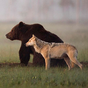 rare-animal-friendship-gray-wolf-brown-bear-lassi-rautiainen-finland-thumb